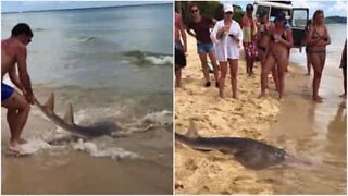 Man catches shark with his bare hands