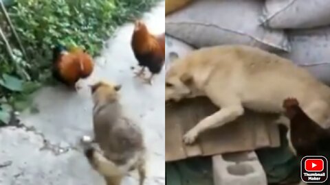 Poultry and dog fight and funny cilp video