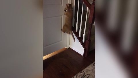 Funny Cat Knows How To Open The Door
