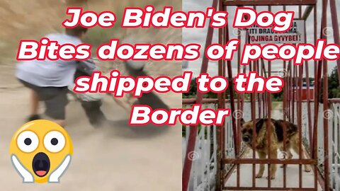 Joe Biden's dog shipped to the border after biting dozens of people