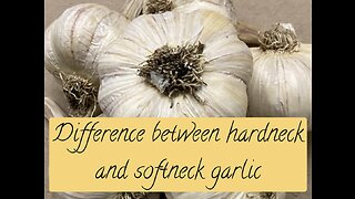 Hardneck vs softneck garlic: Where, when, and why to grow it