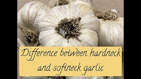 Hardneck vs softneck garlic: Where, when, and why to grow it