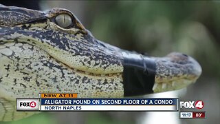 Alligator found on second floor of a condo building in North Naples