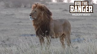 Lion Pride At Dusk | Lalashe Maasai Mara safari