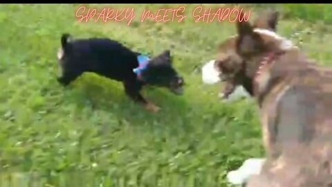 Sparky meets Shadow