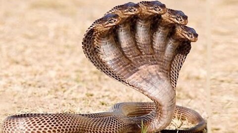 World's Deadliest Snakes