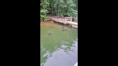 Otters at the boat docks