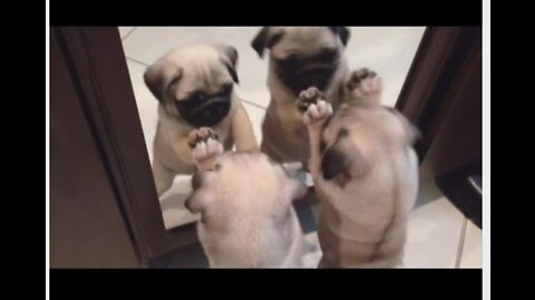 Pug Puppy Sisters Freak Out Seeing Their Reflections In Mirror For First Time