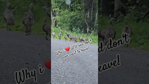 Wild Turkeys on WV back road #turkeys #usa #viral #shorts #short #nature #fyp #foryou #nature #jeep