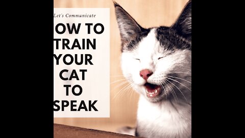 Cats Basic Cat Training 101 -Tips