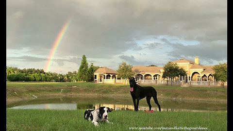 Great Dane & puppy play under majestic rainbow