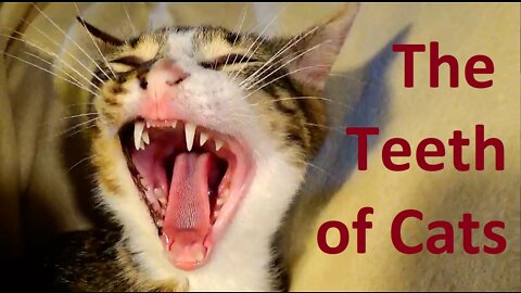 Cat Teeth and Their Role, the Cat Vet