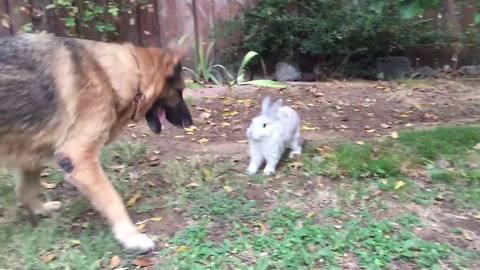 A Dog And A Rabbit Play Together In A Backyard