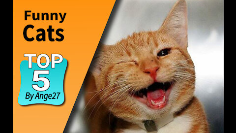 The most Funny cats 2020