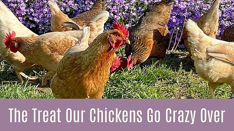 Chicken Treat Review | Grub Terra | Free Range Chickens | Money Saving Viewer Coupon Code