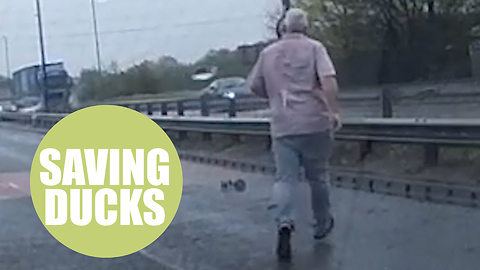 Driver saves a family of ducklings from the road