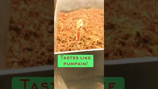 SUPER EXCITED because this seed actually sprouted! 🥰🌱 #shorts #viral #trending #tiktok