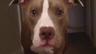Adorable Pit Bull Sees Himself In Front Facing Camera, Loses It