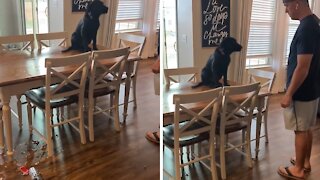 Troublesome Dog Jumps On Table, Makes A Huge Mess