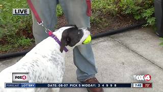 Pet of the week: Daisy