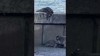 Baby Raccoons #vancityadventure #overlanding #vancity