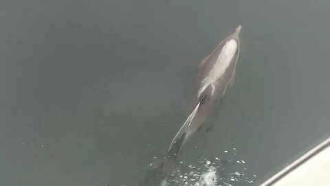 Pilot Dolphins ride the wave of a fishing vessel off the Bow