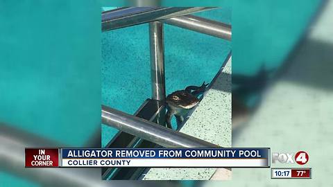 Alligator removed from community pool in Collier County