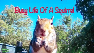 Busy Squirrel Lives In An Active Busy World