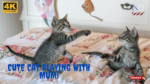 Cat Playing With Mum, ||Cute Cat Playing, ||Cute Cat...............