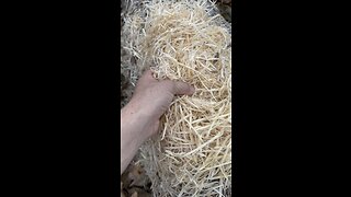 Sawdust from chainsaw