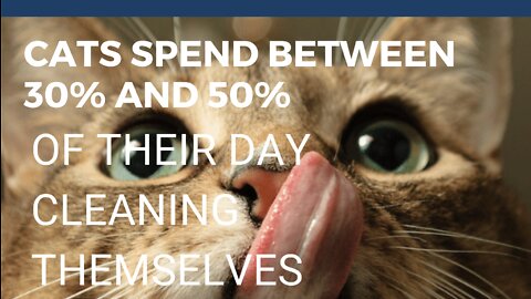 Cats spend from 30% to 50% of their day cleaning themselves