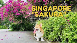 Shinji The Corgi- Singapore's "Cherry Blossom"