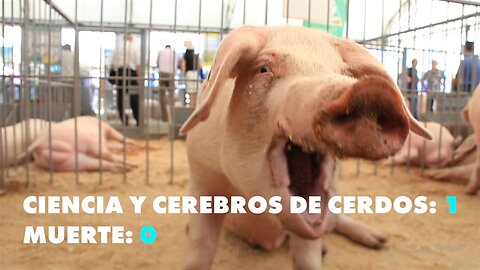 Científicos mantienen con vida cerebros de cerdo tras su muerte