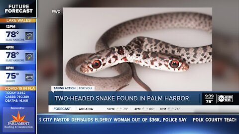Rare 2-headed snake found at Palm Harbor home