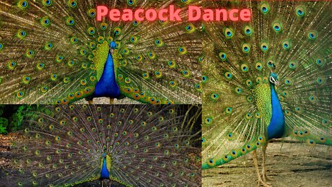 Peacock Dance :Peacock Feather : Beautiful Peacock