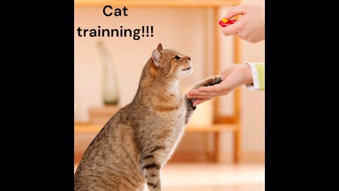 30 Tricks To Teach Your Cat