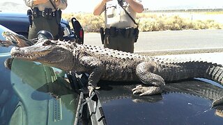 10-Foot Alligator Strolls Along Florida Highway