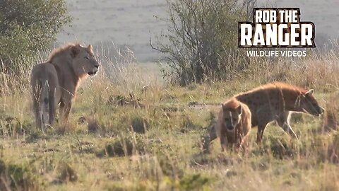 Young Lions Surrounded By Hyenas | Maasai Mara Safari | Zebra Plains
