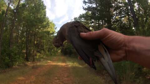 Dove ( Catch, Clean, Cook)