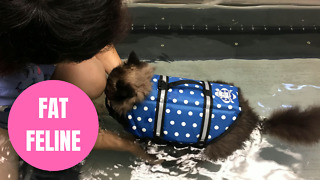 Chubby cat takes to an underwater treadmill to shed the pounds