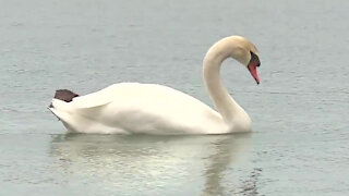 DNR launches investigation into possible intentional poisoning of swans on lake in Waterford