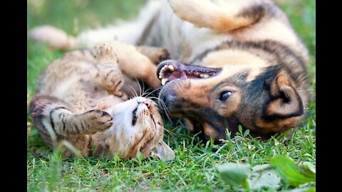 Train your dog to leave your cat alone and live together