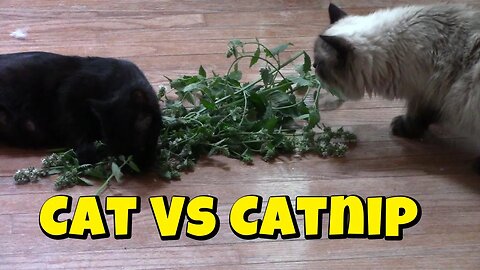 Cat Vs Fresh Catnip! 🌿