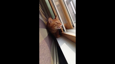 Cat Has Crazy Reaction To Chirping Birds Outside