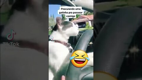 Procurando uma gatinha pra dar um rolê comigo 😂 #shorts #memes #cat