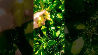 FALL GARDEN #fallgarden #gardening #harvest #harvesting #homestead #freshfood #organic #foryou #asmr