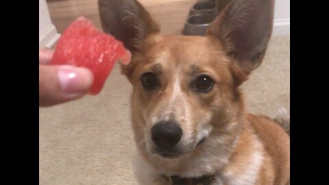 Hungry Corgi Puppy Has an Interesting Technique to Savor Every Bite of her Watermelon
