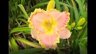 22 or so Favorite Daylilies for the Early to Mid Season