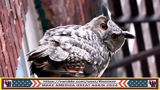 OWL knows the democrat communists are lying to America