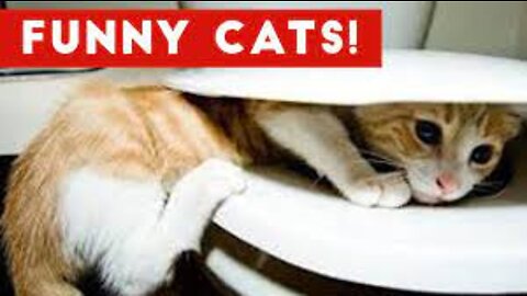 Funny Cats Compilation (Most Popular) Part 1